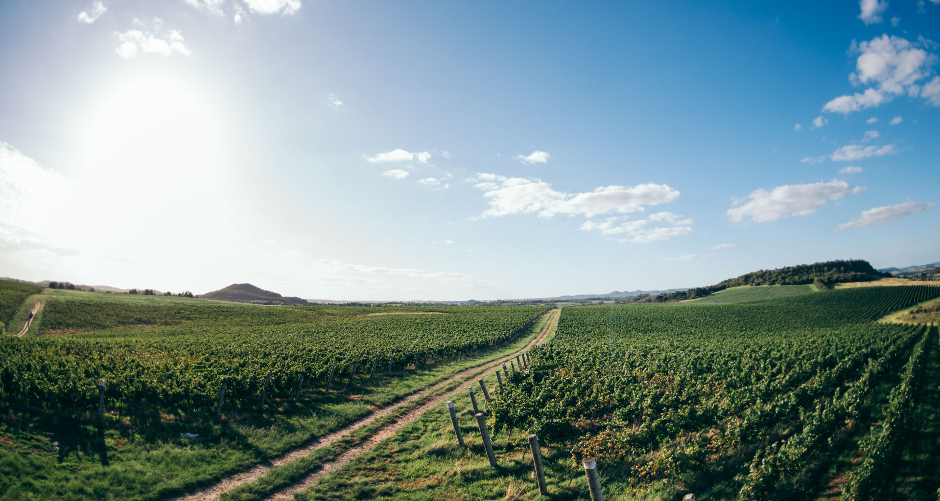 Viticultura sustentável: o que está por trás de um solo vivo e produtivo
