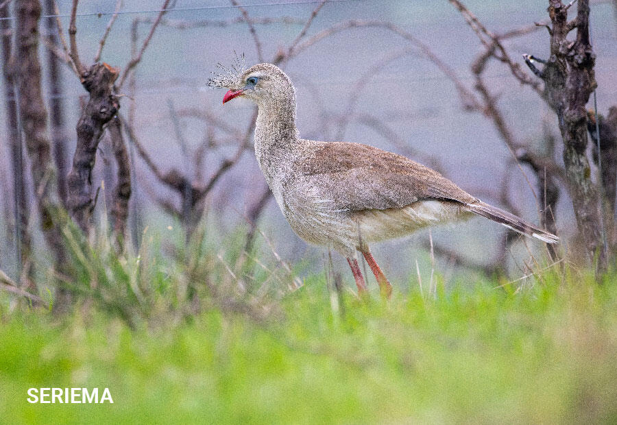 Cuidado com a Biodiversidade